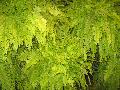 Blonde Boston Fern / Nephrolepis exaltata  